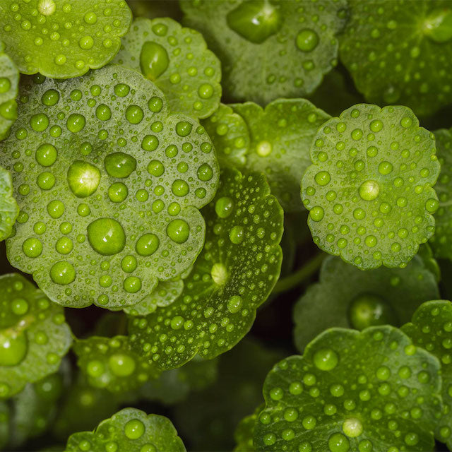 ingrédient naturel gotu kola centella asiatica soin du visage apothicaire