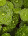 ingrédient naturel gotu kola centella asiatica soin du visage apothicaire