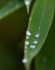 feuille de bamboo ingrédient naturel pour soins anti-cerne bodia apothicaire