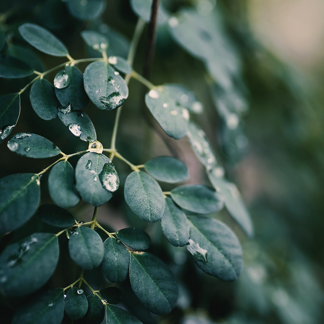 feuille de moringa bio fraiche skincare 